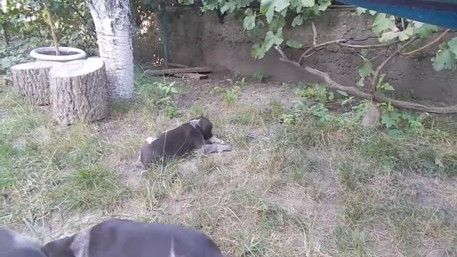 Каир - знакомство маленького дратхаара с зайцем смотреть онлайн