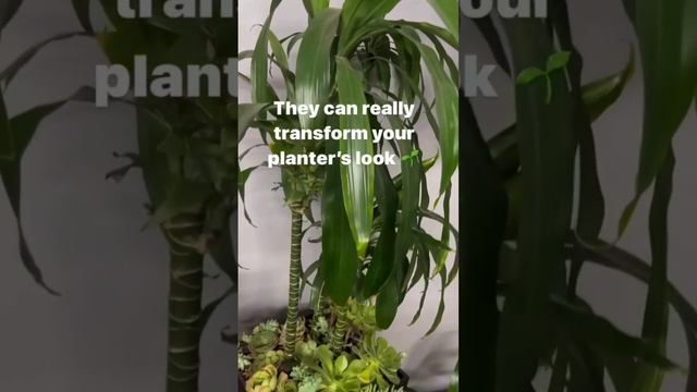 One of the teachings of Feng Shui is to plant succulents for good charm. смотреть онлайн