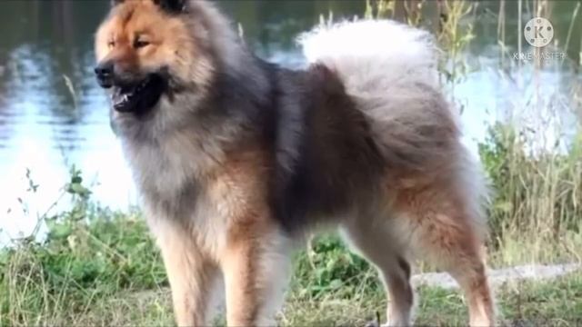 Мужчина нашёл в лесу животное и принял за медведя, но когда он пришёл к ветеринару, его ждал сюрпри смотреть онлайн