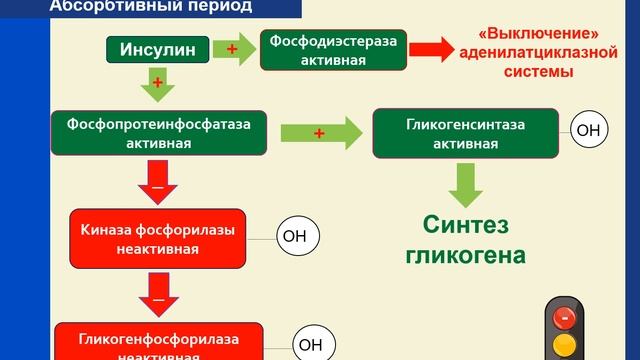 Лекция. Пентозофосфатный путь. Обмен гликогена. Патологии углеводного обмена. смотреть онлайн