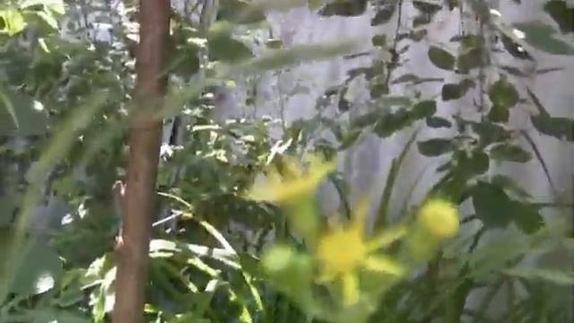 Красивые цветы, ирисы смотреть онлайн