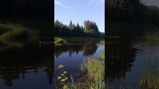Тверская область р.Медведица,на рыбалке. смотреть онлайн