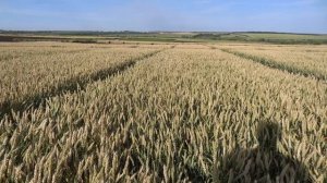 2.07.19. Озимая пшеница, сорт Алексеич.