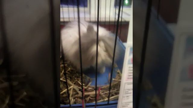 Выставка декоративных кроликов!!! 1 часть смотреть онлайн