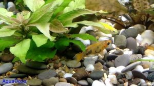 Расчет освещения в аквариуме.