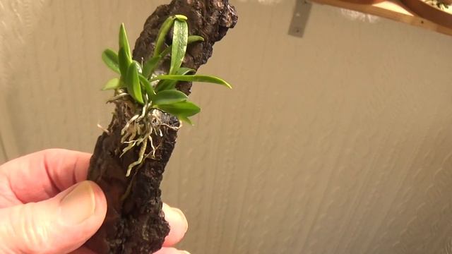 Cattleyas and Phalaenopsis....indoors Pt.2 смотреть онлайн