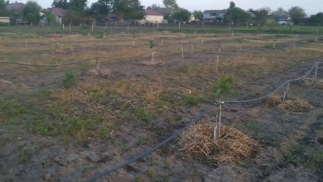 Борьба с сорняками с помощи гербицидов!!! смотреть онлайн