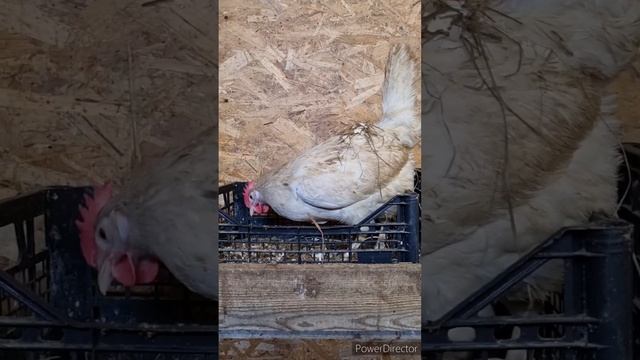 ПРИХОРАШИВАЕТСЯ НА СВИДАНИЕ К ПЕТУХУ ? смотреть онлайн