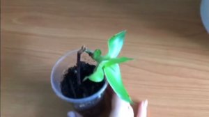 Золотой ус  Размножение черенком