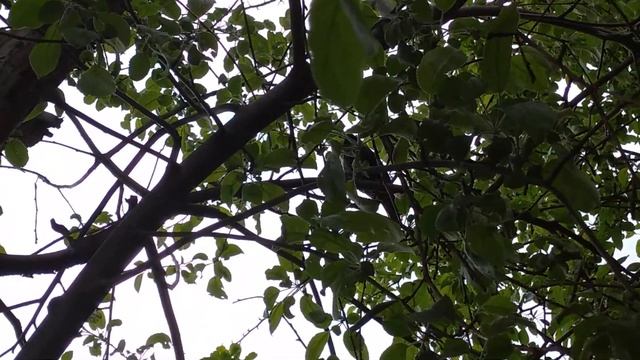 ВИДЕО о ЖИВОТНЫХ и ПТИЦАХ/Скворец кормит птенцов/Жизнь в своем доме(2020) смотреть онлайн