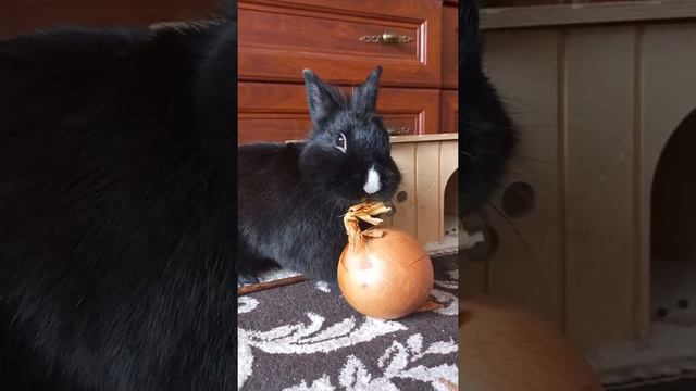 кролик ест лук смотреть онлайн