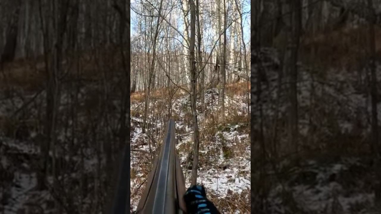 Охота на зайца с собакой!!! #охота #shorts #охотаназайца смотреть онлайн