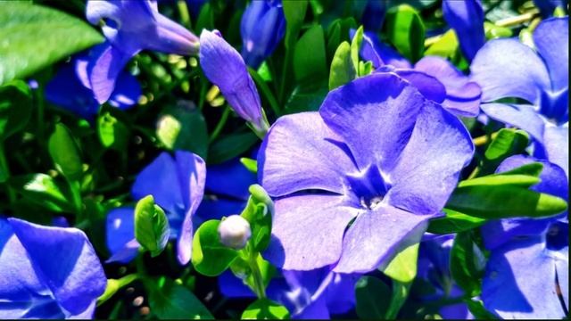 VINCA MINOR - TN NURSERY смотреть онлайн