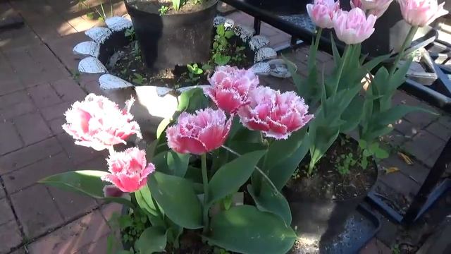 ПУТЕШЕСТВИЕ ПО ИЮНЬСКОМУ САДУ ????? САД ДЛЯ ДУШИ ИЮНЬ 2022 | СВЕТЛАНА САМОЙЛОВА смотреть онлайн