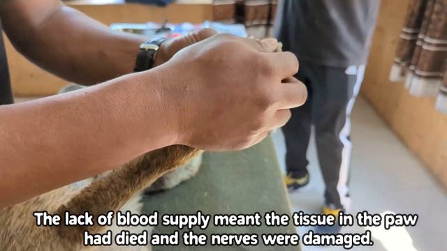 Dog’s Paw Was Destroyed By Hunter Trap, Foot Crushed | But Caring Humans Saved His Life смотреть онлайн