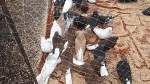 Чёрные, красные, жёлтые мариупольские голуби Владимира из Каменоломни на ярмарке голубей в Шахтах.