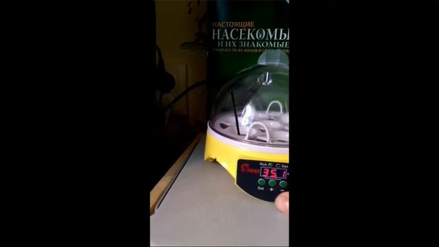 Инкубатор на 7 яиц с Ali express и 1-й день инкубации перепелиных яиц смотреть онлайн