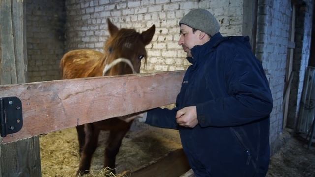 Кони с запчастями.Помощь Животным смотреть онлайн