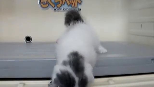 Самый милый котенок на свете! смотреть онлайн