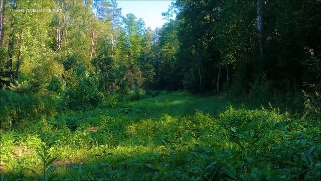 ЛЕСНЫЕ ПТИЦЫ И КУКУШКА УСПОКОЯТ ВАШИ НЕРВЫ И ИСЦЕЛЯТ ЭМОЦИИ.ПТИЦЫ ЭТО МОЩНЫЕ АНТИДЕПРЕССАНТЫ. смотреть онлайн