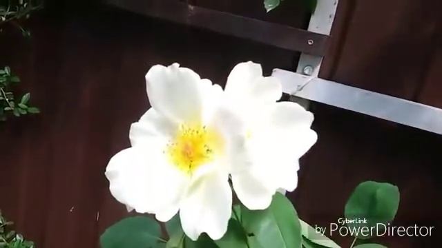 Розы. Пышное майское цветение. смотреть онлайн