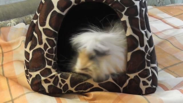 Рассказ свинок о себе/Весёлые морские свинки/смешные свинки