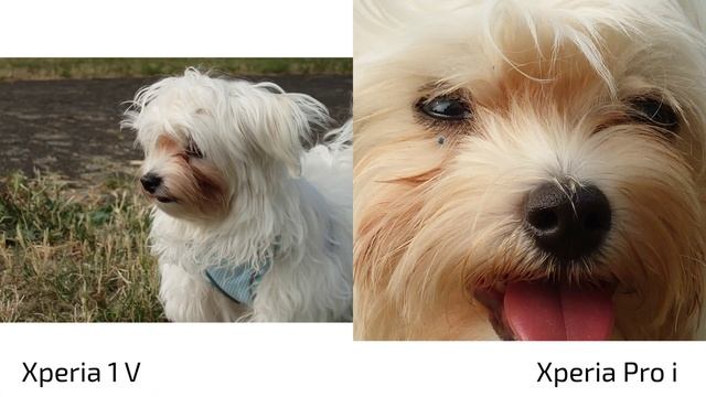 Xperia 1V vs Xperia Pro i - Camera Comparison смотреть онлайн