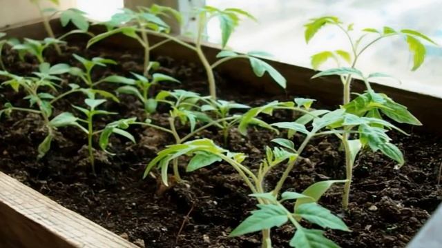 Я Обалдел! 1 Ложка под любую рассаду и она растет очень толстая, низенькая и коренастая смотреть онлайн