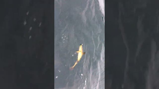 Треска. Отчёты смотреть онлайн