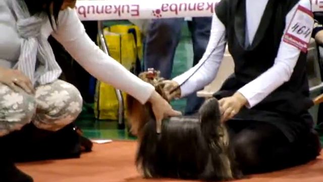 CACIB Новосибирск 12.12.09 Суки открытый 4.MPG смотреть онлайн