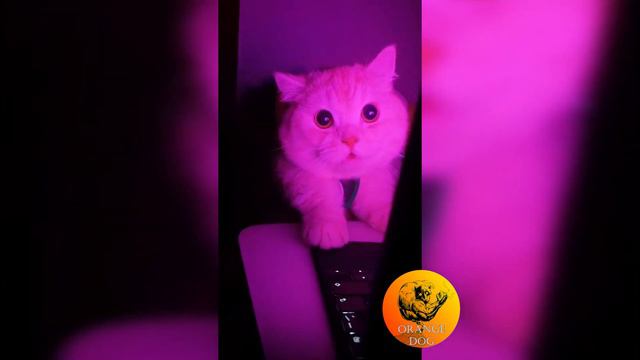 Мурлыка (Ашер - Ага!) / Purr (Usher - Yeah!) 2021 смотреть онлайн
