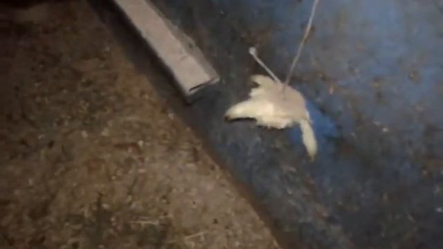 мои куры несушки 1