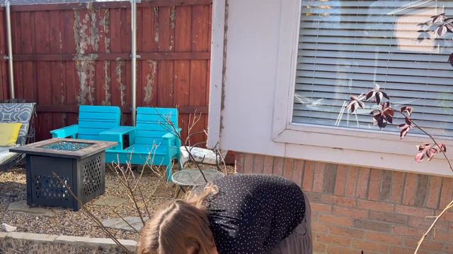 How To Prep Roses For Spring | Feed Program For Roses