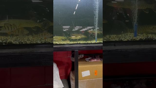 Маленькая щука обедает смотреть онлайн