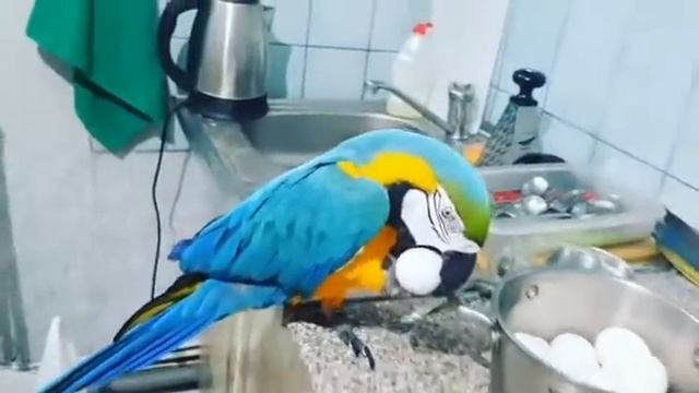 Ох,уж эти яйца!) смотреть онлайн