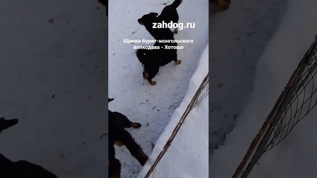 Бурят-монгольский волкодав - Хотошо, щенки питомника Золотой Ангел Хранитель zahdog.ru смотреть онлайн