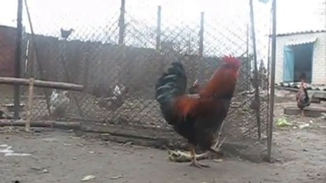 Курица снеслась, а петух кудахчет :) смотреть онлайн