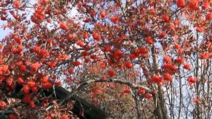 Природа России,Природа в Югре, Ханты-Мансийский округ