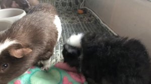 Уход за новорожденными морскими свинками// Уход и содержание малышей морских свинок/ СВИНКИ с МОРЯ