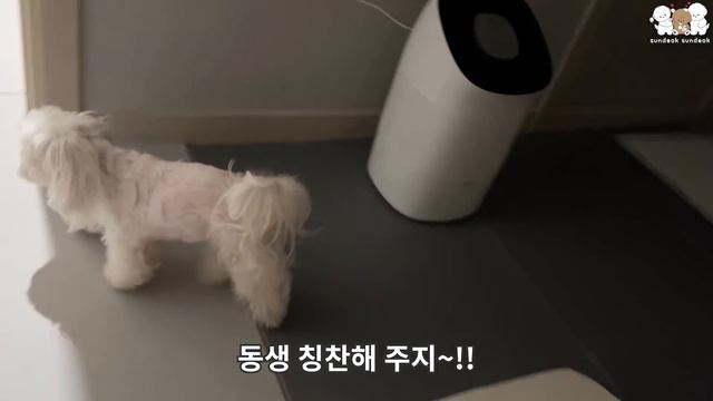 뽀뽀 좋아하는 귀여운 강아지 (자기 전 루틴) смотреть онлайн