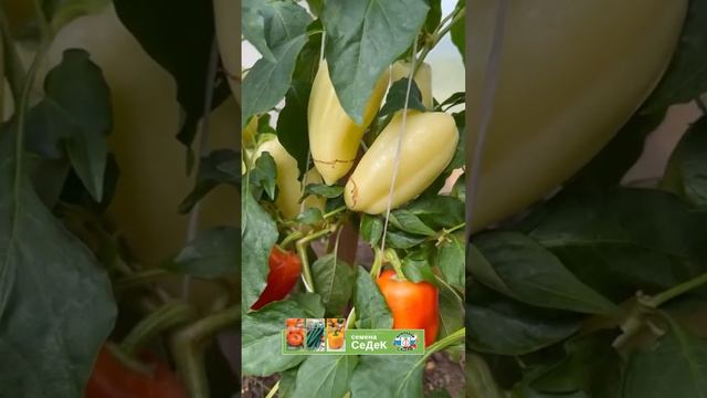 Обзор надёжного перца Зорька. смотреть онлайн