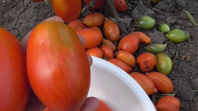 ТОМАТ РИМСКИЙ ПОЛОСАТЫЙ. ОБЗОР. Ольга Чернова. смотреть онлайн