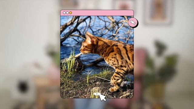 10 вопросов владельцу о породе БЕНГАЛ (Бенгальская кошка)