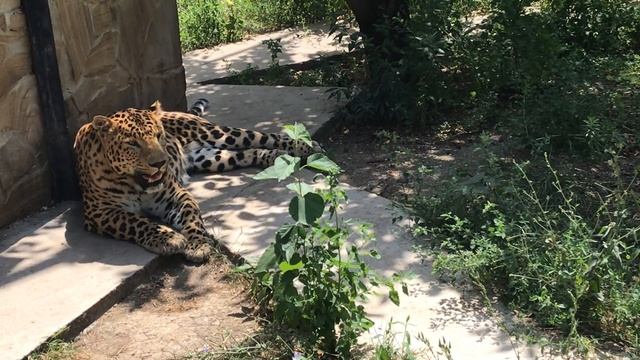 Удивительная красота леопарда! Тайган Amazing beauty of the leopard! Taigan смотреть онлайн