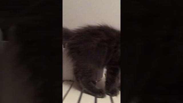 Самая большая домашняя Кошка в мире Мейн кун! смотреть онлайн