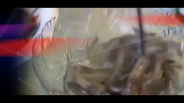 Самые худшие блюда во всем мире