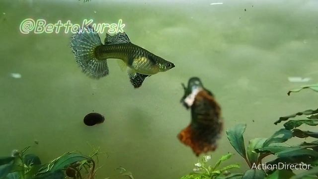 гуппи красно оранжевый халфмун от Дениса Коваля Крым уже молодежь подросла смотреть онлайн