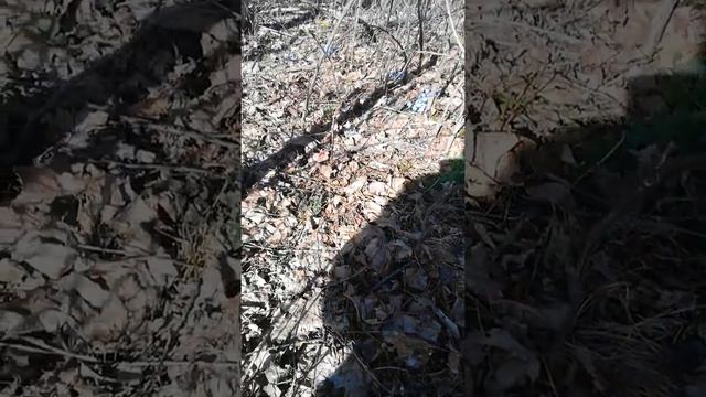 Вот что бывает, если оставить НЕТРОНУТЫМ хотя бы небольшой участок! смотреть онлайн