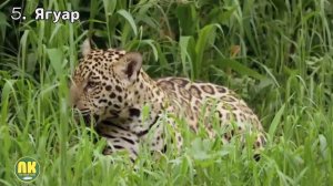 Самые Большие Дикие Кошки. Топ 10