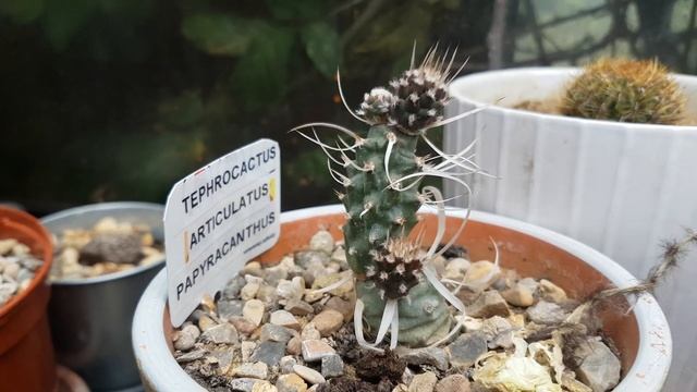 Cactus Plants In Full Bloom - Mammillaria Melaleuca, Echinopsis Oxygona, Austrocylindropuntia